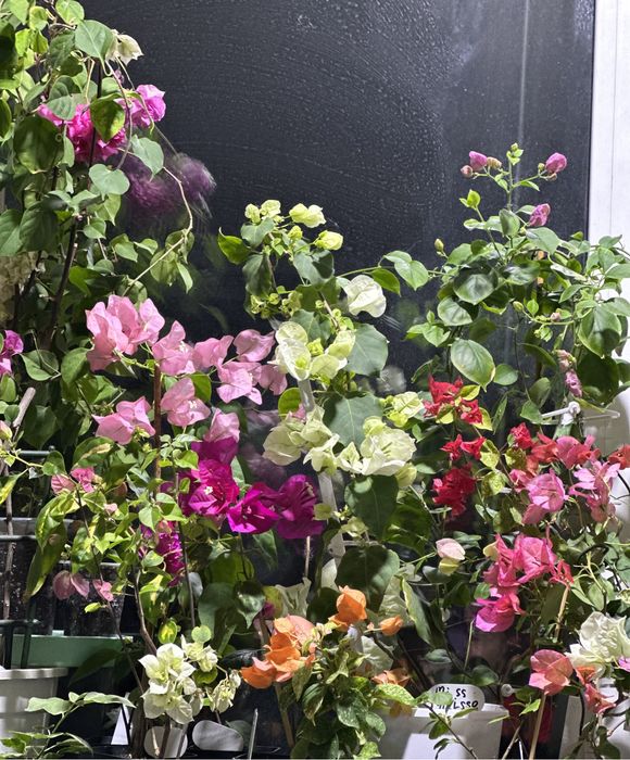 Продам Бугенвиллии