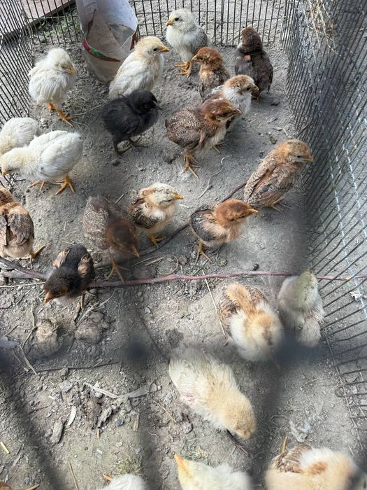 Xonaki jojalar sotiladi