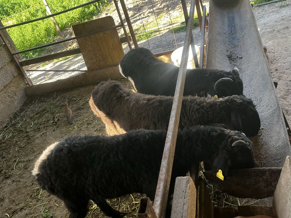 Баран 2 еркек 1 ұрғашы