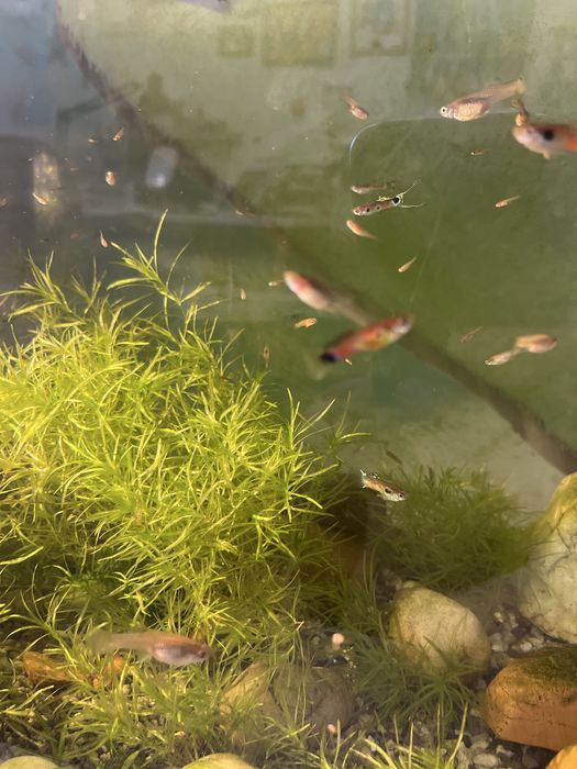 Аквариум вместе с рыбками