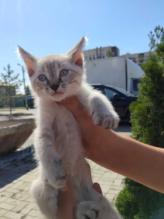 Котенок 2 месяца
