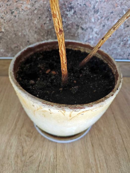 Цветок комнатный "Кротон"