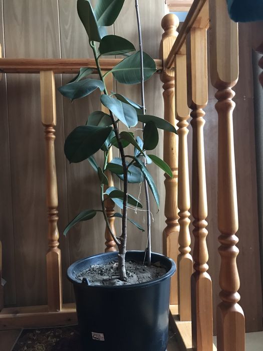 Фикус денежное дерево