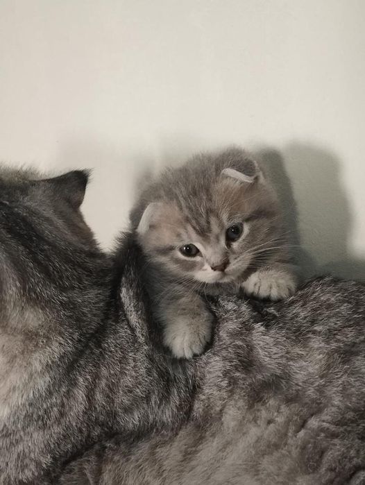 Шотландский котята
