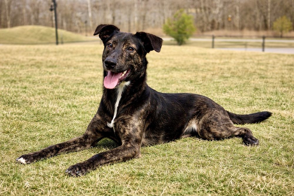 Пес Джонни — идеальный компаньон