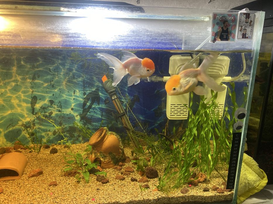 Аквариумные рыбы срочно!