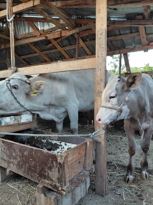 Сауын  бызаулы  сйыр