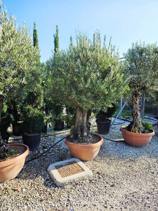 Copaci  ornamentali