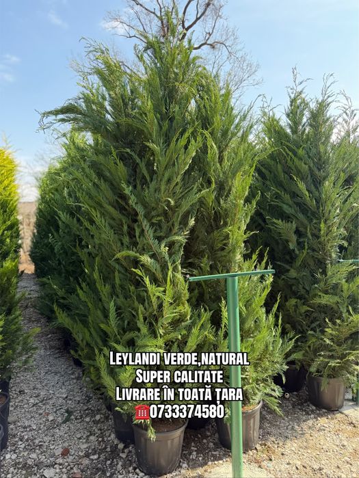 Vând Leylandi/Leylandi gold calitate extra