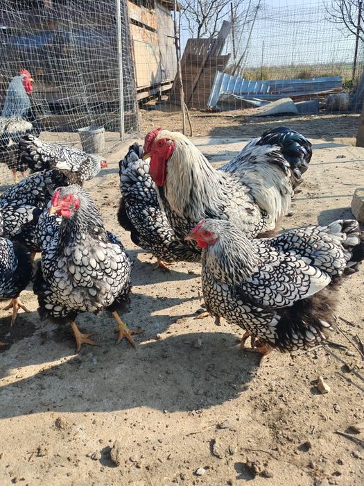 Ouă pt incubat wyandotte argintiu