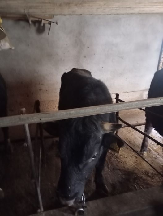 Продается быки 1.5 года