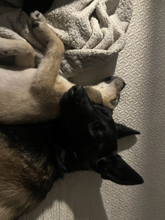 Щенок 2 месяца девочка