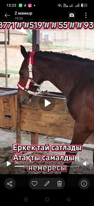 Тай сатлады самал тулпардың немересы
