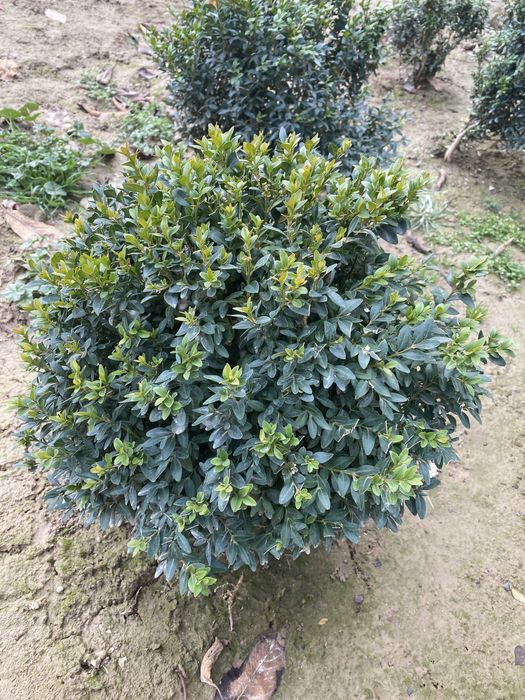 Shamshod | Gul kochat