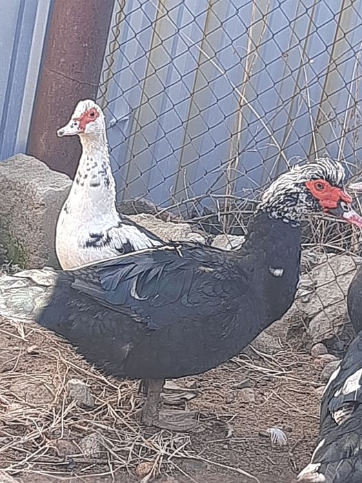 Продам индаутку селезень