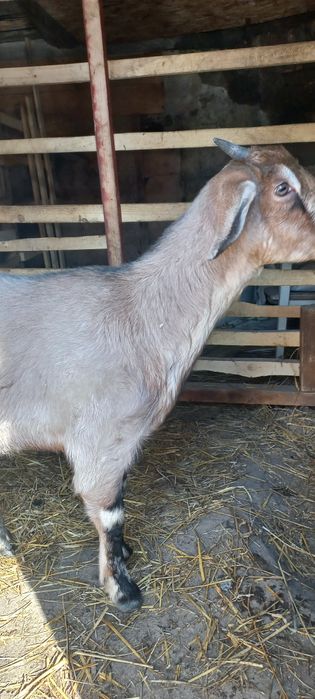 Продам козочку пародистую