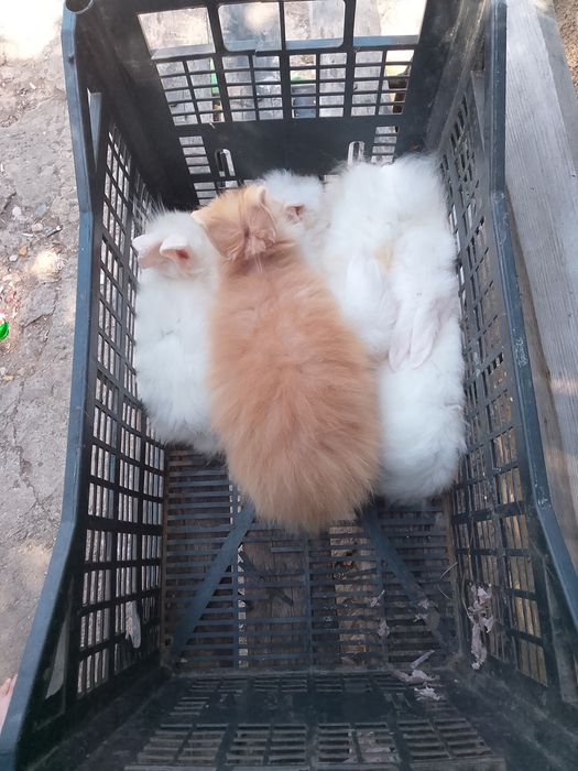 Iepurași disponibili în oraș Giurgiu