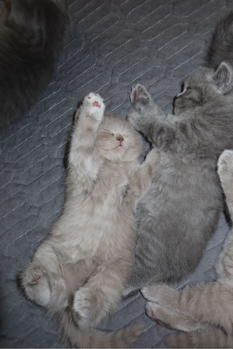 Британские котята ищут дом
