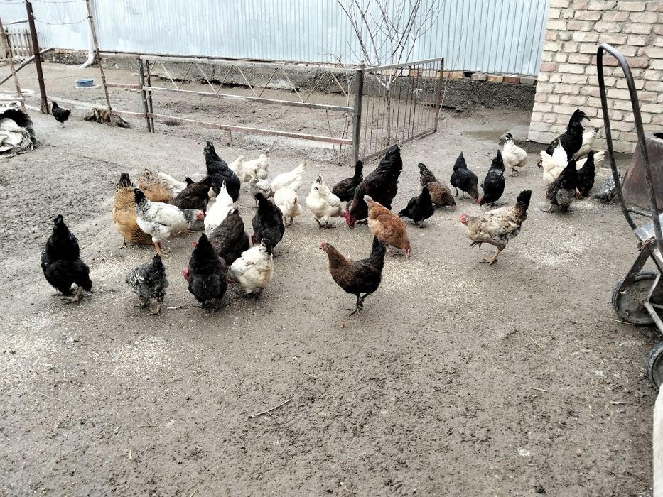 Тауытар сатылады