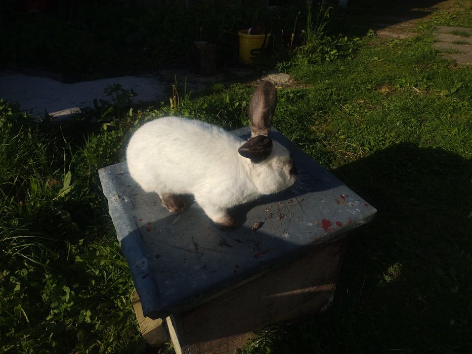 Uriaș de Transilvania