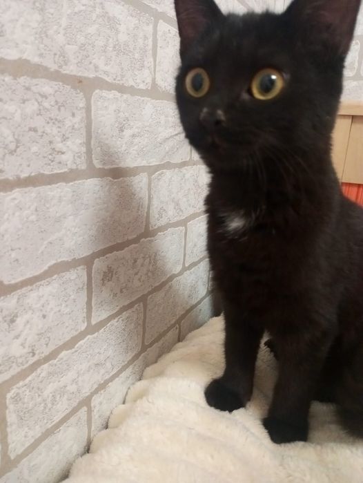 Котенок девочка, срочно!