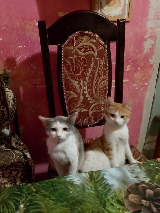 Бесплатно кошки в добрые руки