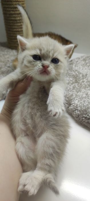 БрИтаНскИе КотЯта