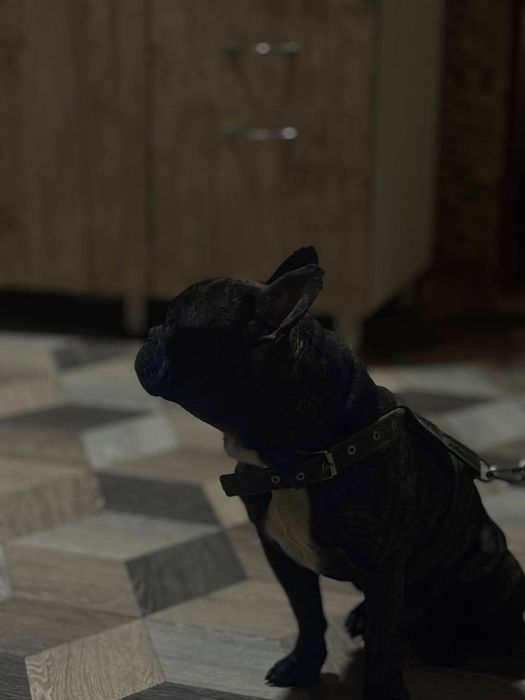 Вязка кобель французский бульдог