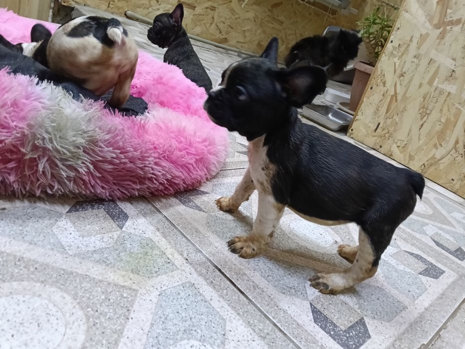 Французский бульдог