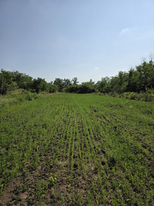 Teren intravilan BRANESTI PASAREA