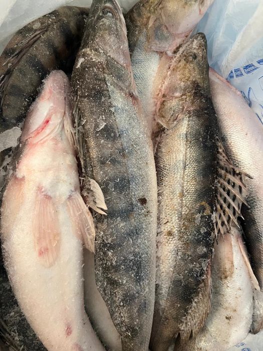 Судак свежий с Атырау