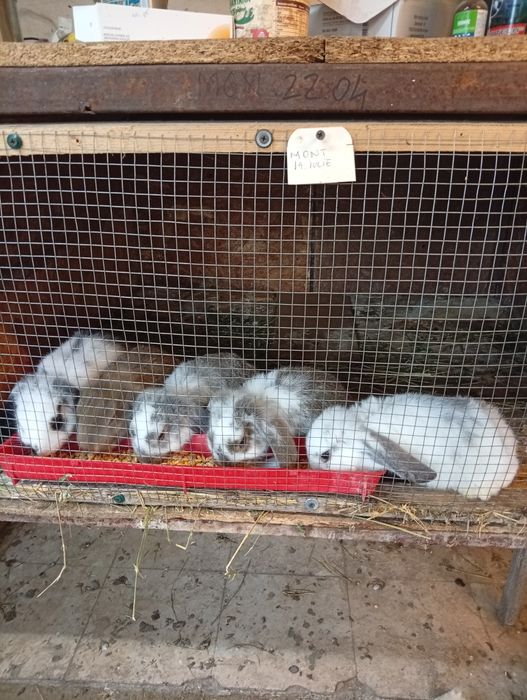 Iepuri de rasa pură