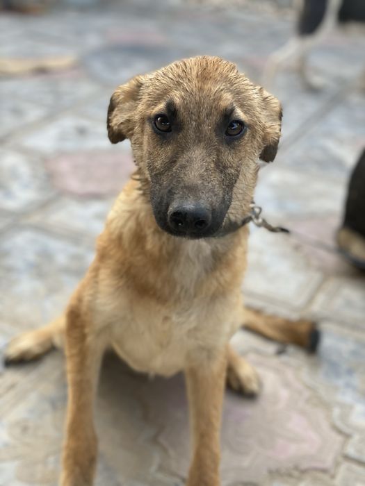 Собаки ищят дом есть доставка.