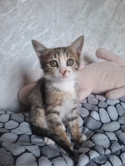 Котята в добрые руки!
