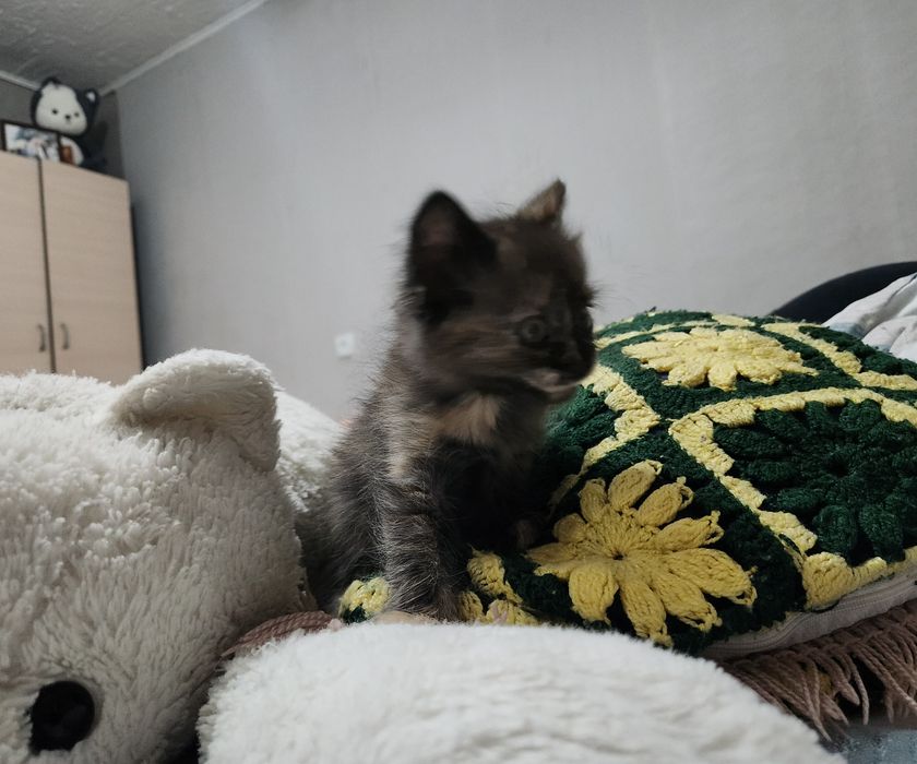 Отдам бесплатно котёнка