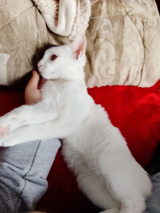 кошка Муся умный