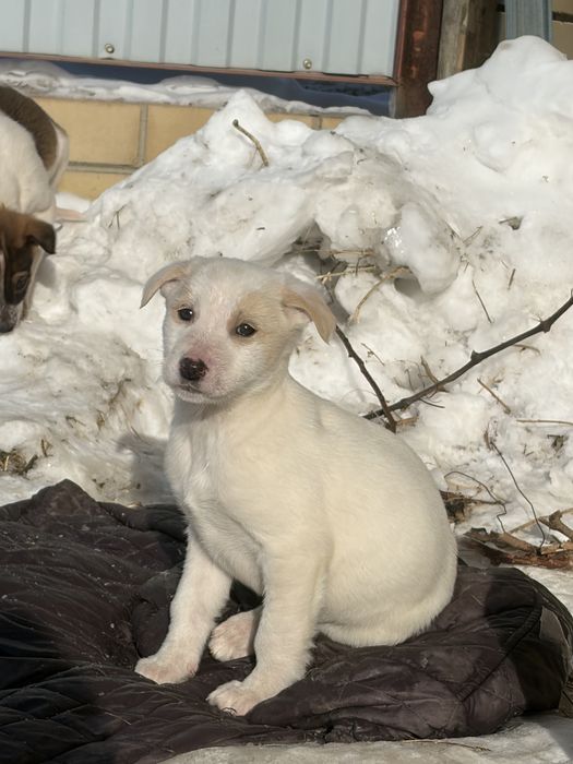 Щенки в добрые руки