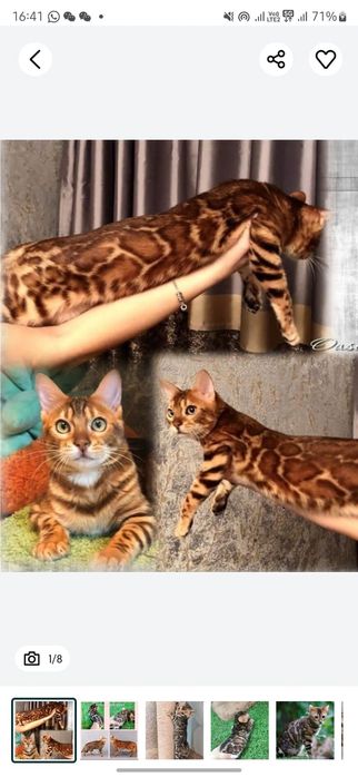 Бенгальские котята