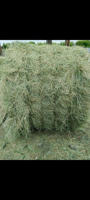 Продам сено луговое