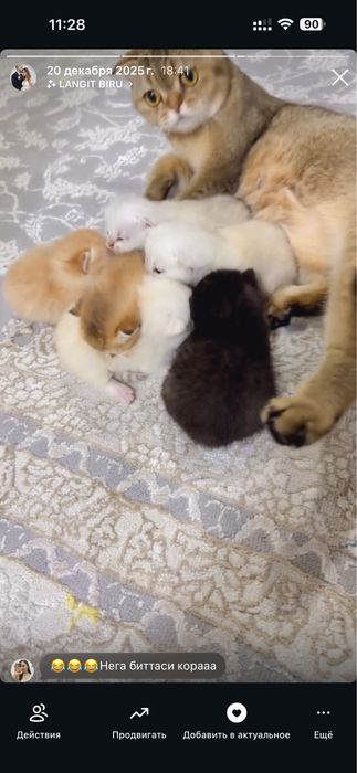 Mushuklar sotiladi. Britanskiy shinshilla srochno . Erkak, ayol. Bola