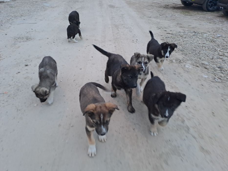 Donez adoptie pui caine Catei catelusi Metis, talie medie