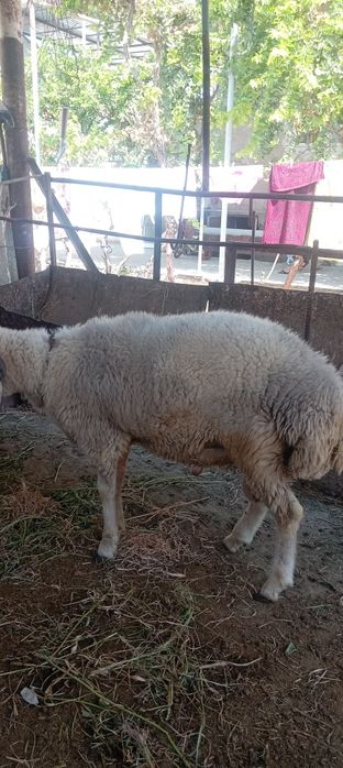 Qo'chqorlar sotiladi 3800 Dan badani semiz buxoro