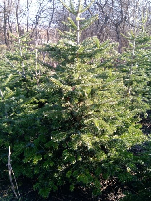 Tuia Brazi Mesteacăn Magnoli Platan Tei etc