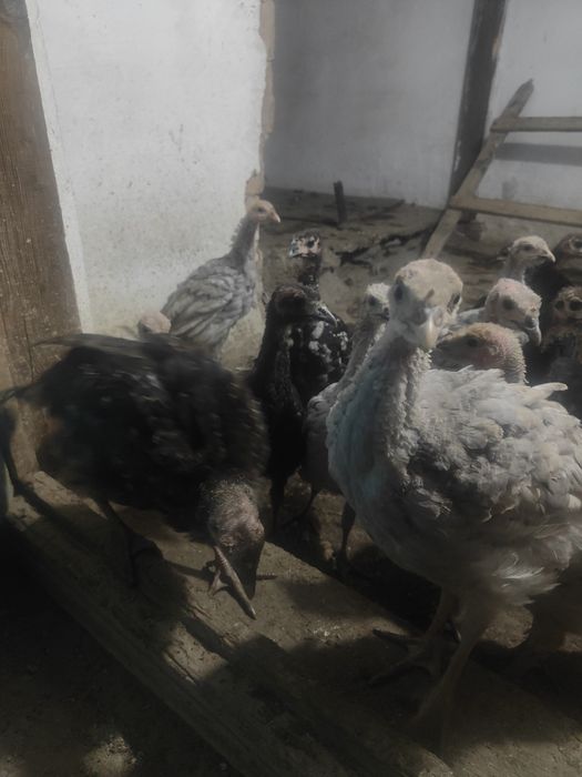 Продам индюков 2вух месячных