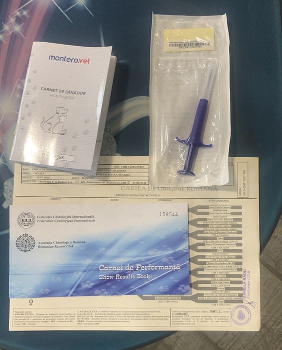 Ciobanesc Belgian Malinois