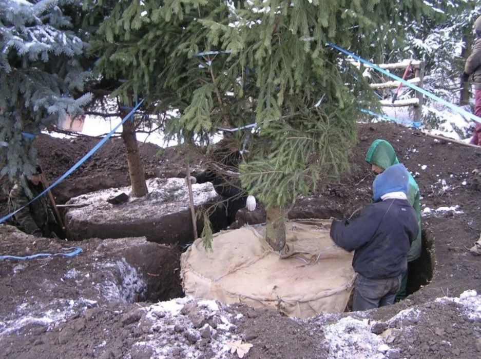 КРУПНОМЕРЫ ели голубые, ели зеленые, сосны