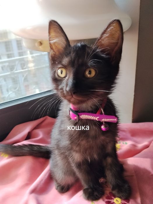 Котята. Мейн кун