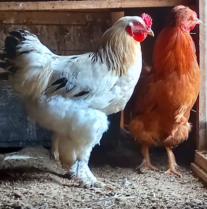 Vând doi cocoși tineri