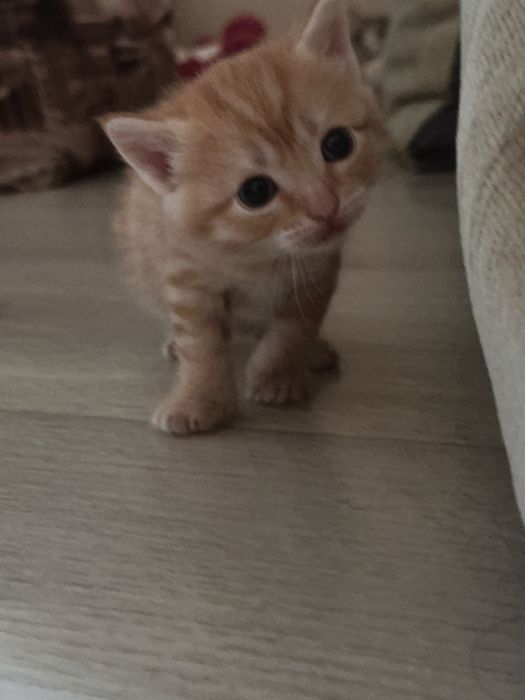 Котенок 2 месяца 1000тг