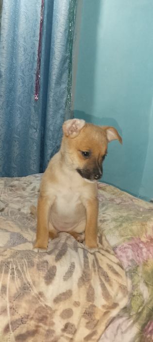 продам щенка той терьер